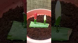 How to propagate hibiscus flowers from flowers buds with alovera shorts hibiscusflowers [upl. by Erdnaid882]