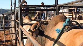 RODEIO EM TOUROS  TREINO NA CIA GATO PRETO  AvaréSP Parte 02 [upl. by Oiralih]