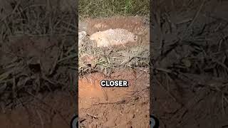 Aluminum vs Anthill 🐜😮 [upl. by Ytsirk]