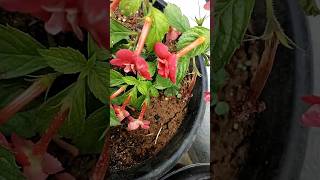 floweringplant achimenes combo offer available9744460246 [upl. by Sallee]