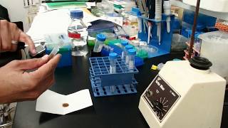 Sterilizing seeds and selecting for hygromycin resistance [upl. by Vas559]