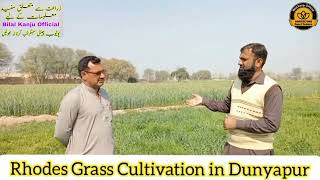 How to cultivate Rhodes Grass in Pakistan How to grow Rhodes Grass  Bilal Kanju Official [upl. by Sanborn643]