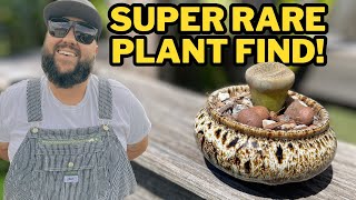 New Succulent in the Collection  How to Plant Lithops [upl. by Frasquito]