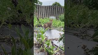 An Eastern Cottontail Rabbit In An Alabama Garden nature wildrabbits rabbitadventures wildlife [upl. by Nolana]