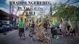 TRADISI NGEREBEG Di TEGALALANG BALI [upl. by Whallon]