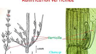 Ramifications et organes de fixation des algues [upl. by Ybanrab634]