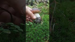 Boletus reticulatus boletus porcini hribi mushroom forest nature [upl. by Tana]