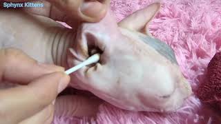 Mother Sphynx cat ear cleaning after birth  Sphynx Kittens [upl. by Airak4]