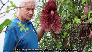 Meet Aristolochia Grandiflora presented by William Texier [upl. by Norvall]