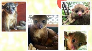 Kinkajou  Cute Rainforest Mammals [upl. by Iuq97]