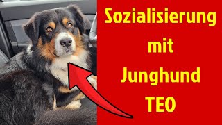 Sozialisierung mit Junghund Mini Aussie Teo [upl. by Ytram16]