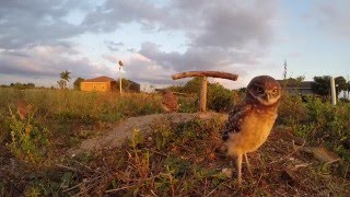 Cute Baby Burrowing Owls [upl. by Ynner357]