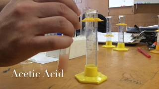 Liver Catalase Enzyme lab [upl. by Ahcim]