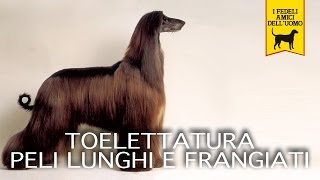 TOELETTATURA CANI PELI LUNGHI E FRANGIATI trailer documentario [upl. by Anayad]