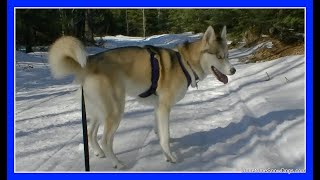 SKIJORING AND DOG SLEDDING WITH HUSKIES SHILOH AND SHELBY [upl. by Teodoor]