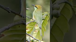 Asian green bee  eater close encounter with sound beeeater birds birdwatching [upl. by Florina]