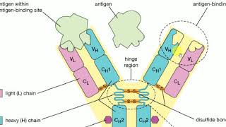 Microbiology  3  IMM  ANTIBODIES Immunology [upl. by Rita]