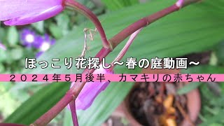 ほっこり花探し～春の庭動画～ ２０２４年５月後半、カマキリの赤ちゃん [upl. by Alic467]