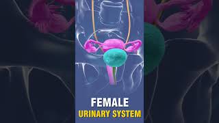 FEMALE URINARY SYSTEM [upl. by Nosilla238]