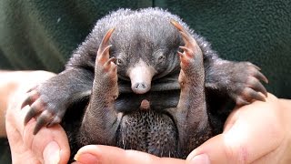 Tiny Echidna Babies Open Their Eyes ZooBorns [upl. by Sundberg871]