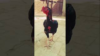 The Aseel Rooster youtube youtubeshorts shortsfeed aseelmurga rooster murga [upl. by Eelsel]