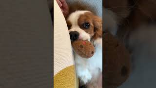 Cavalier King Charles spaniel as a Cookie Monster [upl. by Hebert]