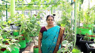 சென்னையில் இப்படி ஒரு மாடித்தோட்டம்  The Simple Terrace Garden [upl. by Lunetta]