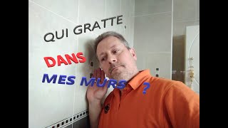 Qu est ce qui gratte dans mes murs  un rat dans mon mur mon plafond  Les conseils dun pro [upl. by Aicyle799]