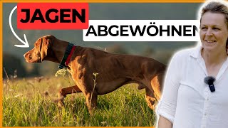 Hund das Jagen abgewöhnen  So einfach gehts [upl. by Anahoj]