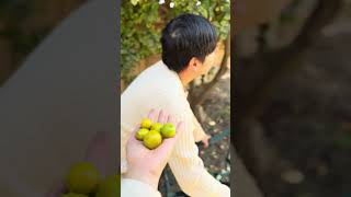 Calamansi Fruit Picking [upl. by Steffi]