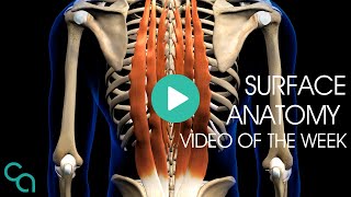 Surface Anatomy  Exploring Erector Spinae Group [upl. by Kroo]