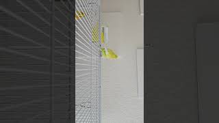 birds thelifeofcleo budgies [upl. by Oberon]