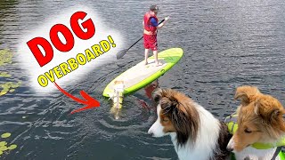 Puppy Overboard 🐶🥺 Paddle Board Disaster  Cricket the Sheltie Chronicles e033 [upl. by Ddat]