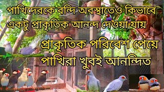 বন্দী অবস্থাতেও কিভাবে প্রাকৃতিক পরিবেশ দেওয়ার চেষ্টা করলাম গাছগুলো দেওয়ার পর পাখিরা অনেক খুশি [upl. by Greenwood]