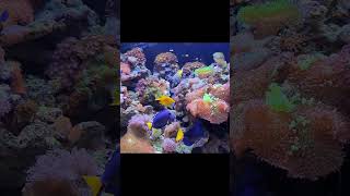 Beautiful Reef Tank nature aquarium fish [upl. by Ydne824]