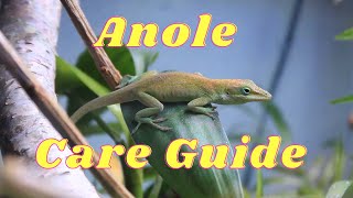 Everything you need to know about anole lizard care [upl. by Saunders]