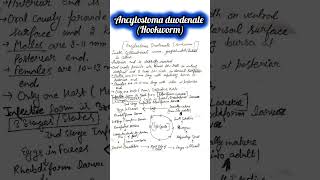 🔥Ancylostoma duodenale👉Hookworm📚Parasitology📚science ignou msczoology biology ignouuniversity [upl. by Peppel]