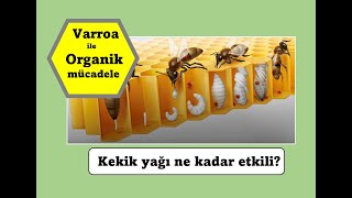 Varroa mücadelesinde kekik yağı karışımı nasıl hazırlanır [upl. by Hussey562]