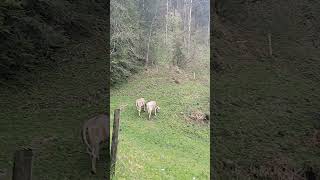 Muhteşem bir İsviçre Kasabası Engelberg Switzerland shorts [upl. by Nossyla294]