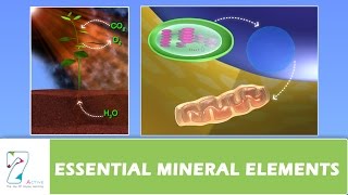 ESSENTIAL MINERAL ELEMENTS PART 04 [upl. by Einhoj760]