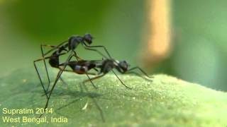 Fly mating Stilt legged fly Micropezidae  Insect Behavior video insects love [upl. by Nomae]