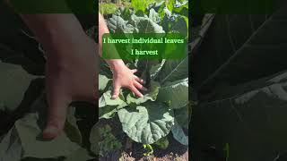 How to Harvest Collard Greens So You Never Run Out [upl. by Seessel]