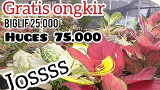 GRATIS ONGKIR ❤️❤️ BUNGA AGLONEMA DAN ANTHURIUM HARGA MURAH DAN TERJANGKAU‼️ tanaman hias terlaris [upl. by Bernette]