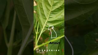 organicpestcontrol aphids organic [upl. by Anib]