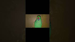 Real parrot sound l parrot screaming l parrottalking [upl. by Eimaral]