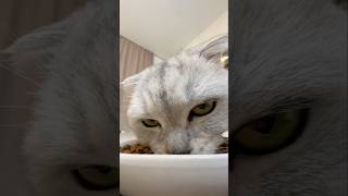 It seems impossible to hide from Sonya 🥲 cat funny animals [upl. by Drud]