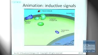 Bio Sci 93 DNA to Organisms Lec 24 Genetic Basis of Development [upl. by Kristien]