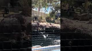 Magellanic Penguins at SeaWorld in San Diego 20 September 2024 [upl. by Hepzi]