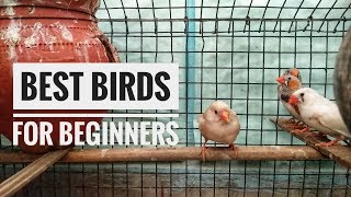 Zebra Finches as Pets  Best Birds for Beginners  All About Pets  Hindi [upl. by Maharg223]