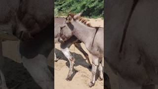 youtubeshorts shortsviral animals donkey pets [upl. by Einahpts]